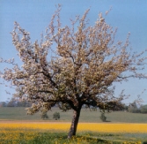 Apfelbaum