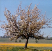 Apfelbaum